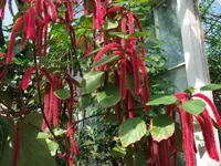 Chenille plant