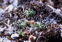 arctic willow (Salix arctica) plant