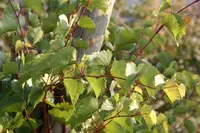 sand grape
