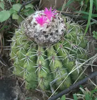 Melocactus curvispinus