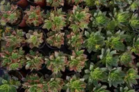 Plant's leaves