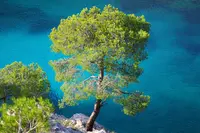 Aleppo Pine (Pinus halepensis) plant