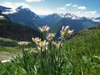 Little Belt Mountain thimbleweed