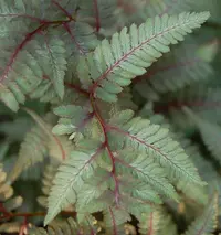 Japanese painted fern