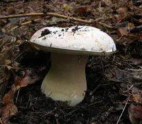 Barrow's Bolete