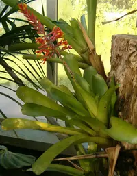 Aechmea caudata (Aechmea caudata) plant