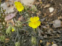 Syrian Rock-rose (Helianthemum syriacum) plant
