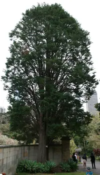 Mexican cedar