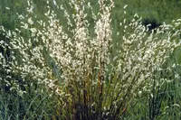 little bluestem (Schizachyrium scoparium) plant