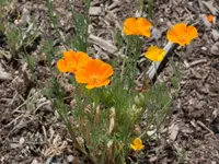California poppy (Eschscholzia californica) plant