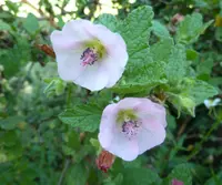 Sandrose Mallow