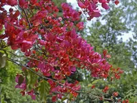 garden bougainvillea