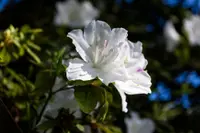 Gardenia white flower