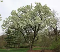 bradford pear