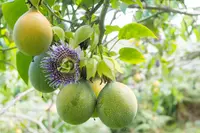 Maypop