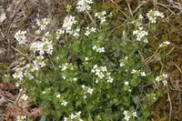 Arabidopsis