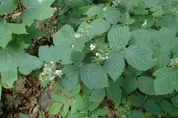 Rubus camptostachys (Rubus camptostachys) plant