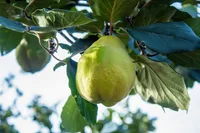 guava (Psidium guajava) plant
