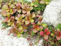 alpine bearberry