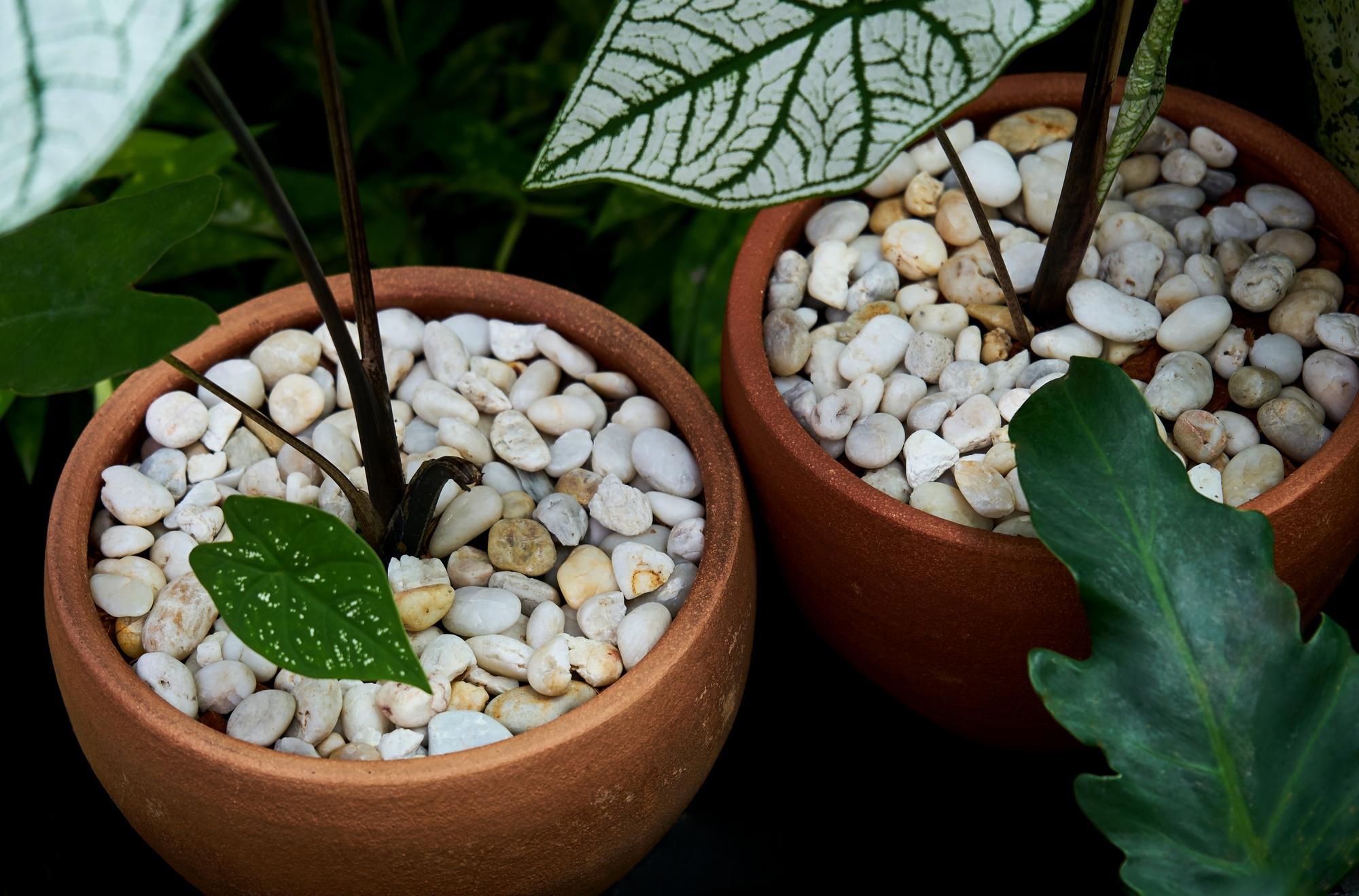Humidity Methods That Work Best - Try Pebble Trays