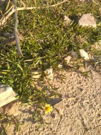 dwarf spotflower (Acmella pusilla) plant