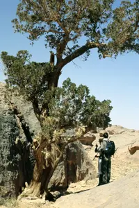 Saharan Cypress