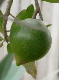 Eggfruit