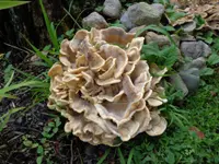 Black-staining Polypore