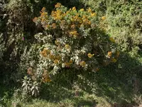 Acrisione (Acrisione denticulata) plant