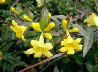 carolina jessamine
