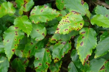 Leaf Spot