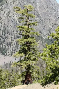 Douglas-fir (Pseudotsuga menziesii) plant