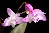 Pink Rock Orchid