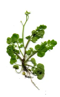 hairy bittercress