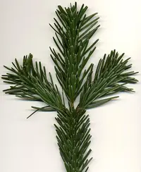 Caucasian Fir