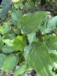 Chinese taro photo by a Botan App user