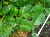 Dahlia pinnata