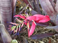 Billbergia distachya