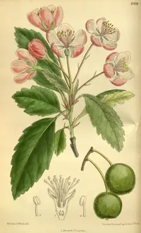 prairie crab apple