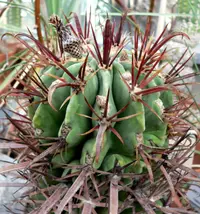 Devil's Tongue Barrel Cactus