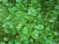 Baby's Tears (Soleirolia soleirolii) plant