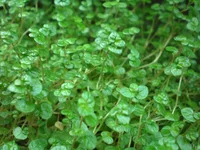 Baby's Tears (Soleirolia soleirolii) plant