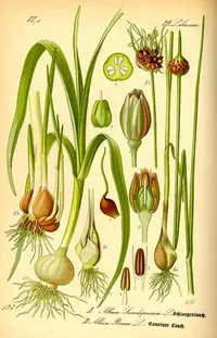 sand leek
