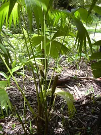 Panama hat plant