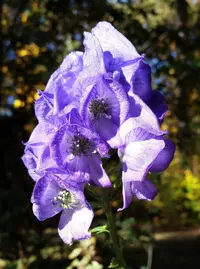 Monkshood (Aconitum carmichaeli 'Arendsii') plant