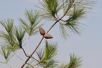 Turkish Pine