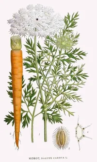 Queen Anne's lace