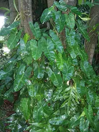 Philodendron 'Burle-Marx' (Philodendron 'Burle-Marx') plant