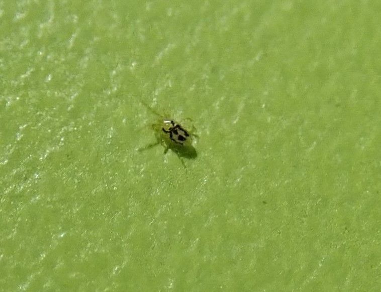 Tiny Black Bugs That Look Like Poppy Seeds - Ornithonyssus bursa