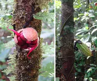 Herrania purpurea